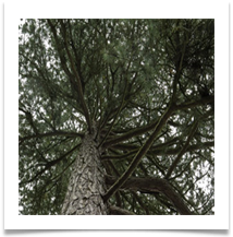 Tree Structure - John North